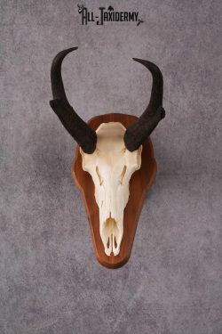 Pronghorn Antelope taxidermy skull SKU 2518 - Image 7
