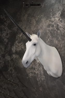 Unicorn Taxidermy Shoulder Mount SKU 2145 - Image 11