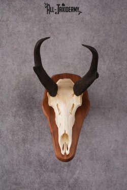 Pronghorn Antelope taxidermy skull SKU 2518 - Image 8