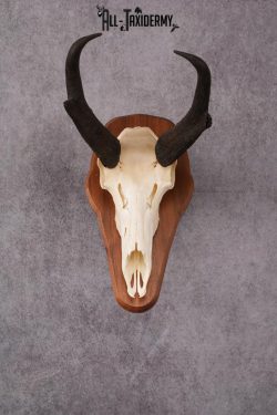 Pronghorn Antelope taxidermy skull SKU 2518 - Image 9