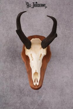 Pronghorn Antelope taxidermy skull SKU 2518 - Image 10