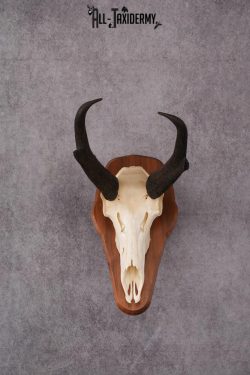 Pronghorn Antelope taxidermy skull SKU 2518 - Image 11