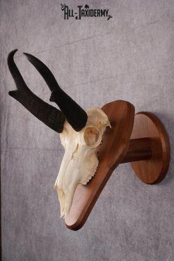 Pronghorn Antelope taxidermy skull SKU 2518 - Image 5