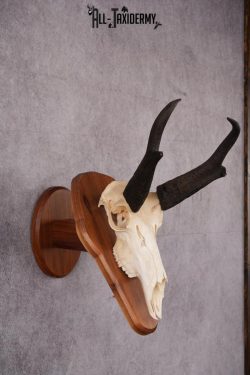 Pronghorn Antelope taxidermy skull SKU 2518 - Image 4