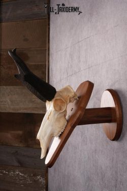 Pronghorn Antelope taxidermy skull SKU 2518 - Image 3