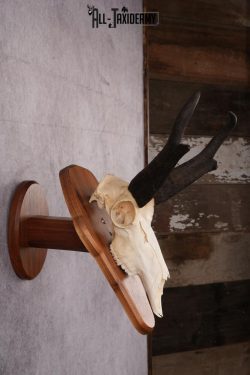 Pronghorn Antelope taxidermy skull SKU 2518 - Image 2