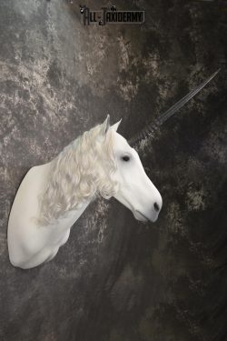 Unicorn Taxidermy Shoulder Mount SKU 2145 - Image 9