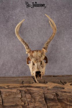 Whitetail Deer Skull SKU 2414.3 - Image 2