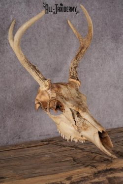 Whitetail Deer Skull SKU 2414.3 - Image 5