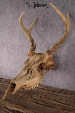 Whitetail Deer Skull SKU 2414.3 - Image 4