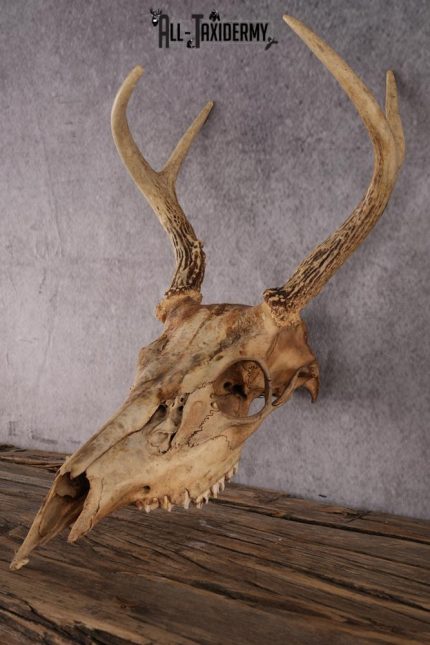 Whitetail Deer Skull SKU 2414.3