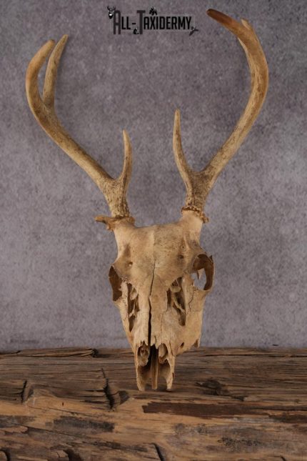 Whitetail Deer Skull SKU 2414.2