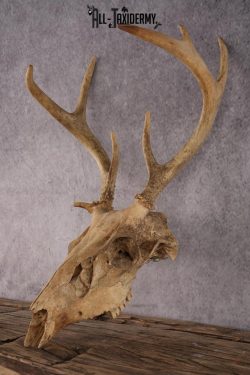 Whitetail Deer Skull SKU 2414.2 - Image 3
