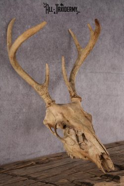 Whitetail Deer Skull SKU 2414.2 - Image 2