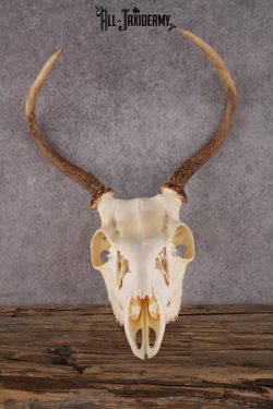 Whitetail Deer Skull SKU 2414.1