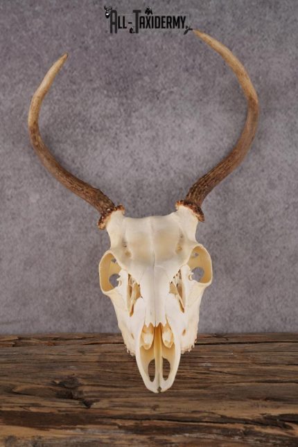 Whitetail Deer Skull SKU 2414.1
