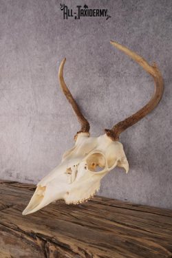 Whitetail Deer Skull SKU 2414.1 - Image 3