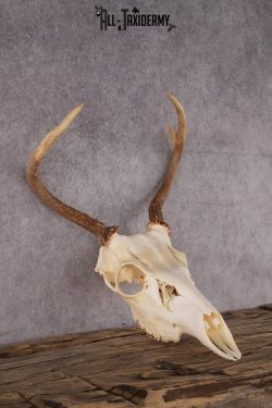 Whitetail Deer Skull SKU 2414.1 - Image 2