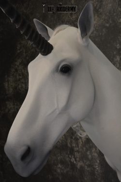 Unicorn Taxidermy Shoulder Mount SKU 2145 - Image 6