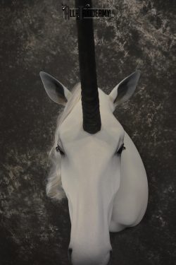 Unicorn Taxidermy Shoulder Mount SKU 2145 - Image 5