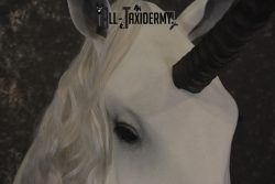 Unicorn Taxidermy Shoulder Mount SKU 2145 - Image 3