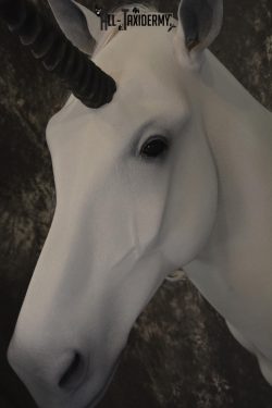 Unicorn Taxidermy Shoulder Mount SKU 2145 - Image 2