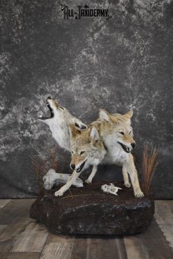 3 Headed Coyote Mythological Cerberus full body taxidermy mount SKU 2007