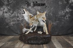 3 Headed Coyote Mythological Cerberus full body taxidermy mount SKU 2007 - Image 11