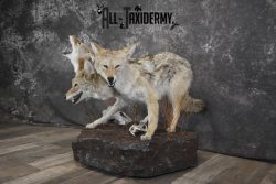 3 Headed Coyote Mythological Cerberus full body taxidermy mount SKU 2007 - Image 10