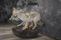 3 Headed Coyote Mythological Cerberus full body taxidermy mount SKU 2007 - Image 9