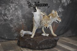 3 Headed Coyote Mythological Cerberus full body taxidermy mount SKU 2007 - Image 8