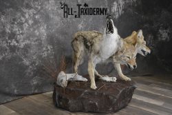 3 Headed Coyote Mythological Cerberus full body taxidermy mount SKU 2007 - Image 7