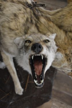 3 Headed Coyote Mythological Cerberus full body taxidermy mount SKU 2007 - Image 6