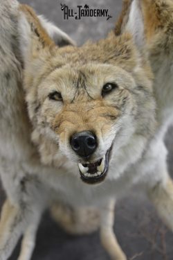 3 Headed Coyote Mythological Cerberus full body taxidermy mount SKU 2007 - Image 5