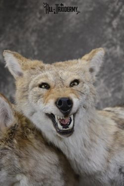 3 Headed Coyote Mythological Cerberus full body taxidermy mount SKU 2007 - Image 4