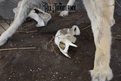 3 Headed Coyote Mythological Cerberus full body taxidermy mount SKU 2007 - Image 3