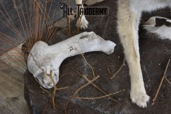 3 Headed Coyote Mythological Cerberus full body taxidermy mount SKU 2007 - Image 2