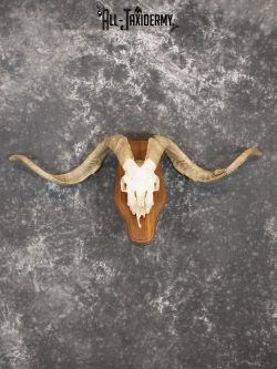 Cashmere Goat european skull taxidermy for sale SKU 2172