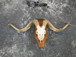Cashmere Goat european skull taxidermy for sale SKU 2172 - Image 6
