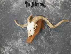 Cashmere Goat european skull taxidermy for sale SKU 2172 - Image 5