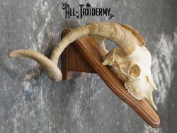 Cashmere Goat european skull taxidermy for sale SKU 2172 - Image 2