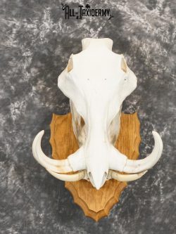 African Warthog Skull on Plaque for sale SKU 2156
