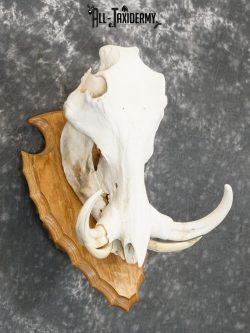 African Warthog Skull on Plaque for sale SKU 2156 - Image 3