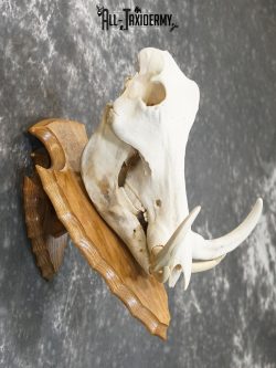 African Warthog Skull on Plaque for sale SKU 2156 - Image 2