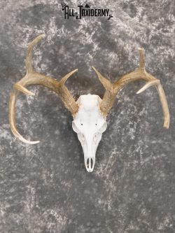 Whitetail european taxidermy skull for sale SKU 2152