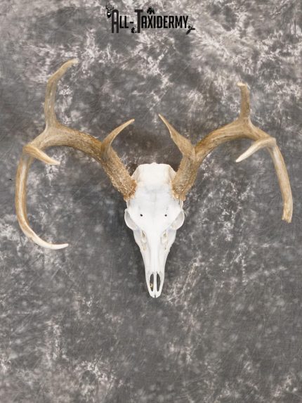 Whitetail european taxidermy skull for sale SKU 2152