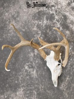 Whitetail european taxidermy skull for sale SKU 2152 - Image 8
