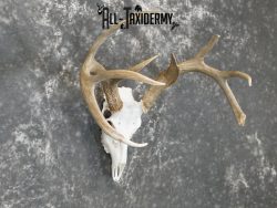 Whitetail european taxidermy skull for sale SKU 2152 - Image 6