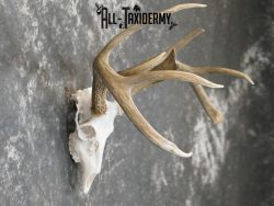 Whitetail european taxidermy skull for sale SKU 2152 - Image 5