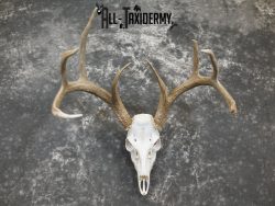 Whitetail european taxidermy skull for sale SKU 2152 - Image 4